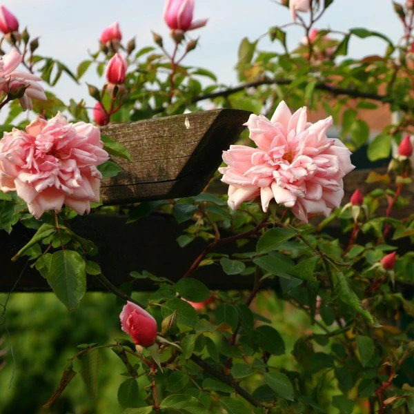 Miniatuur 2