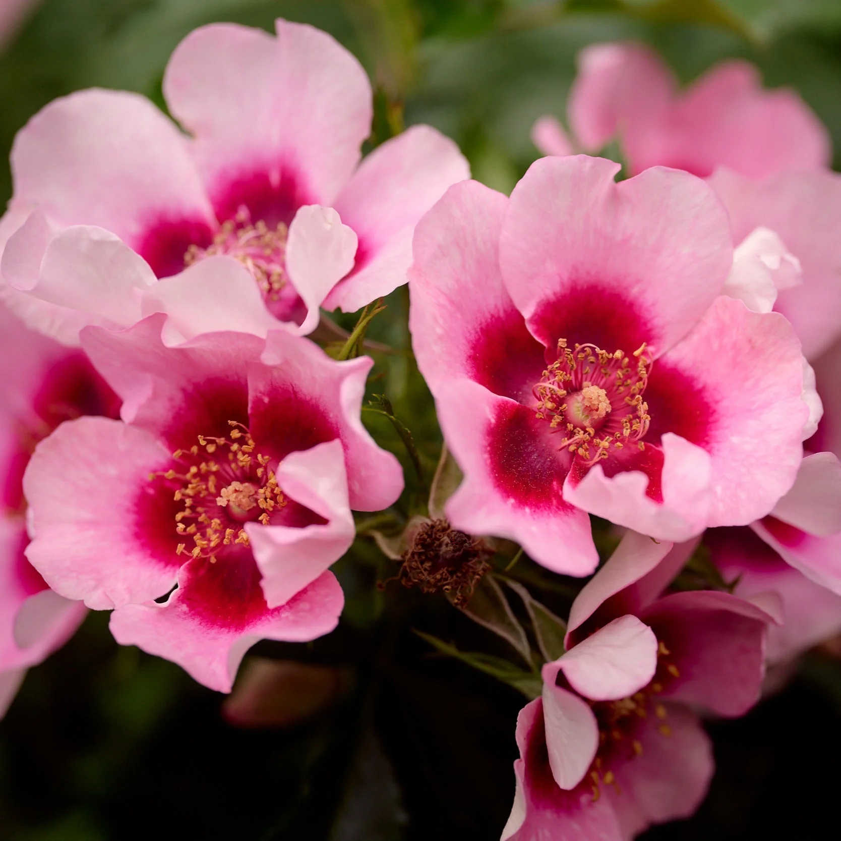Miniatuur 2