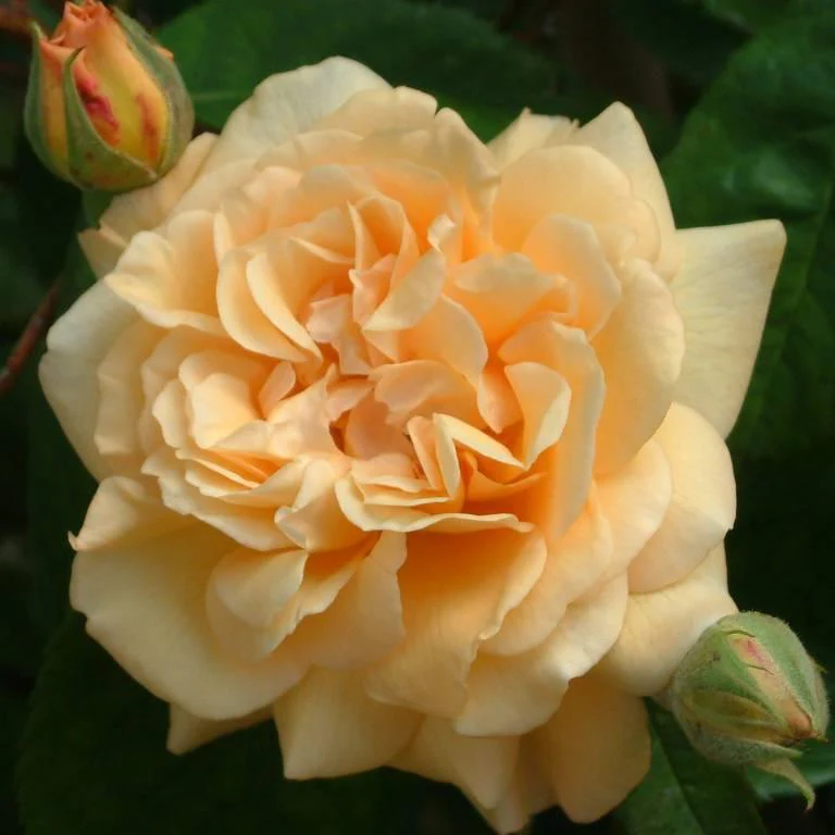 Miniatuur 1