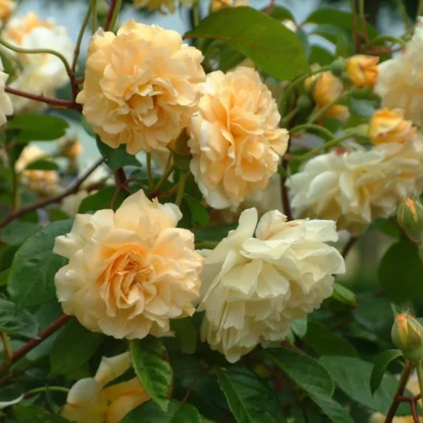 Miniatuur 2
