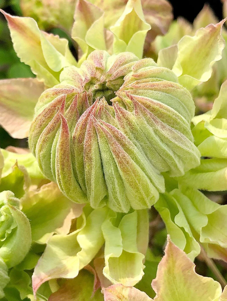 Thumb 4