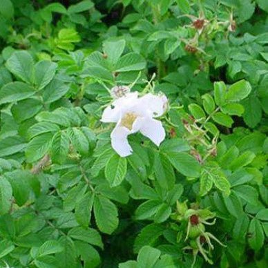 Miniatuur 1
