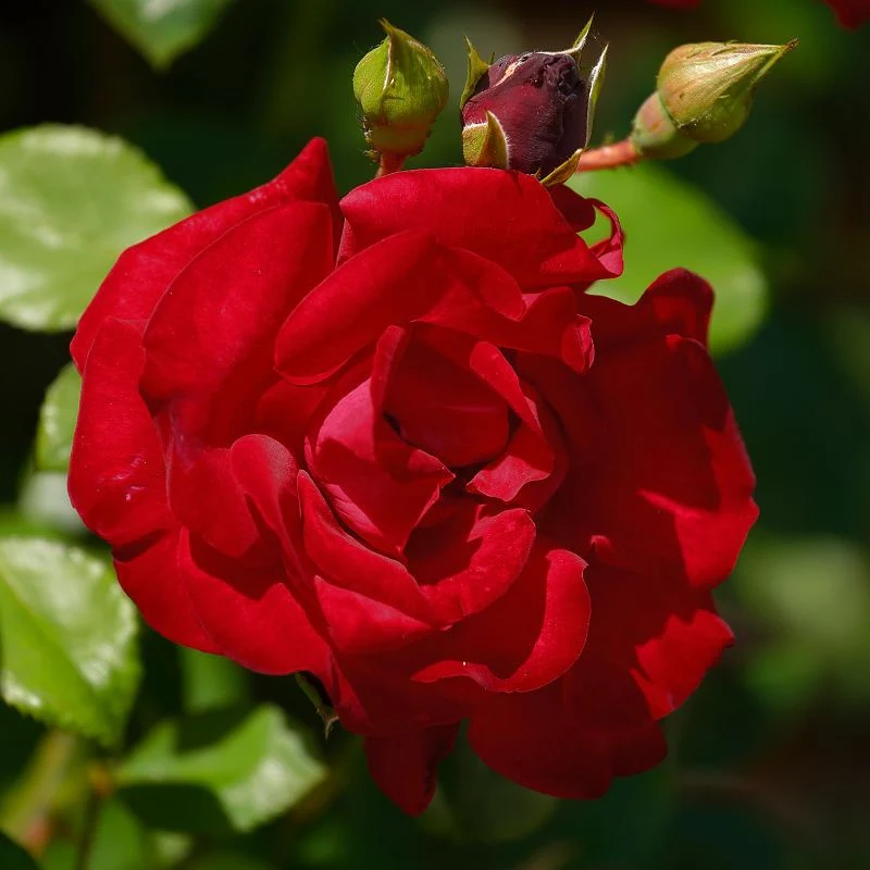 Miniatuur 2