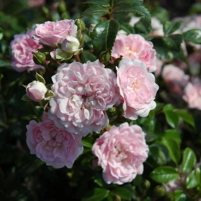 Miniatuur 2